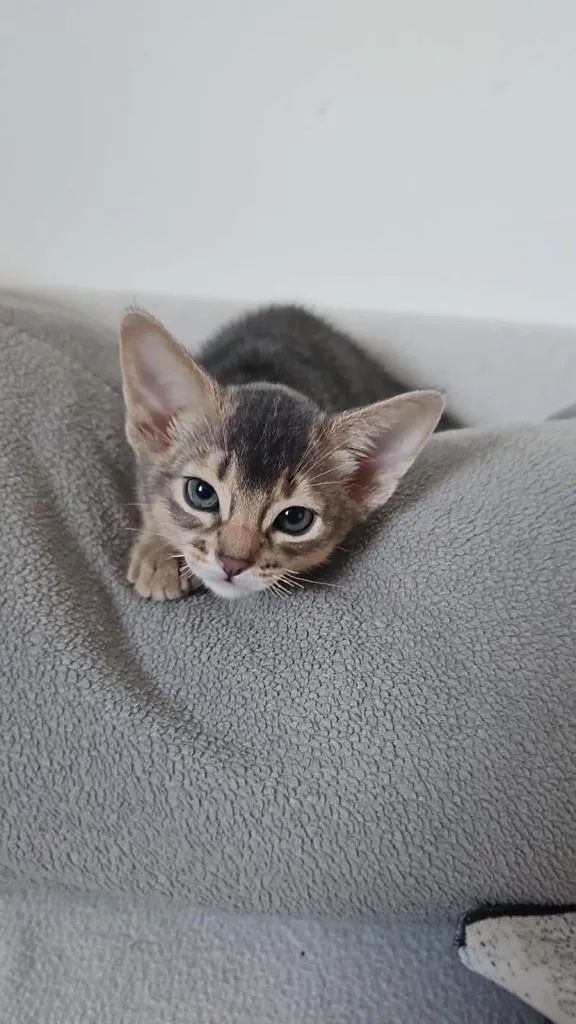 Vier edle reinrassige Abessinierkater in Blau und Ruddy – kleine Persönlichkeite
