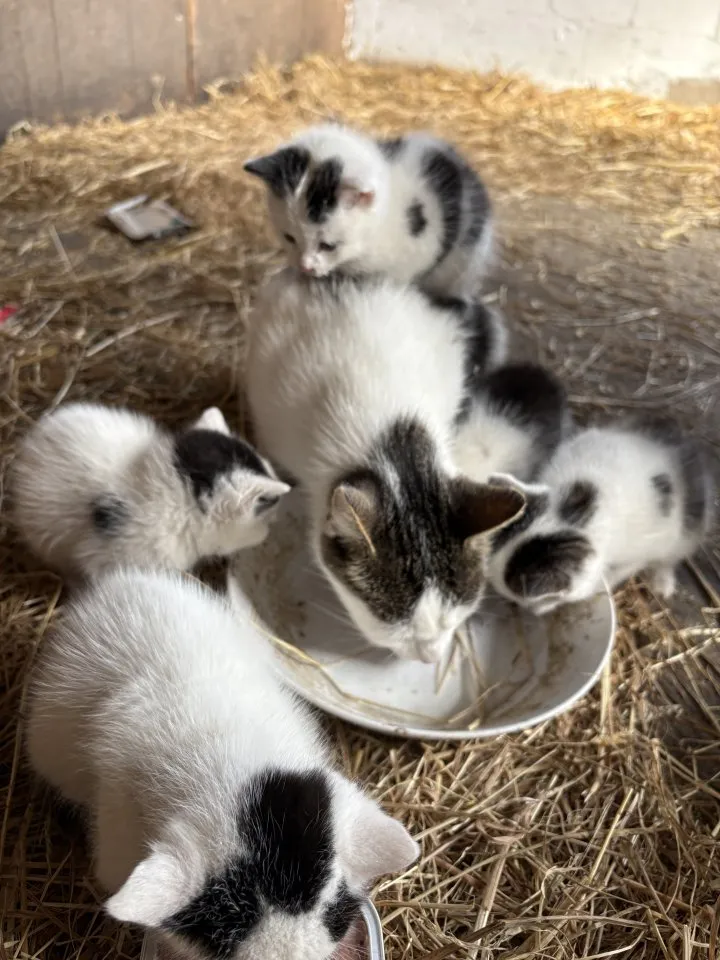 Süße Katzenbabys Kitten