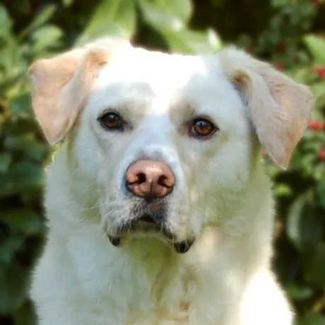 SUNNY BONANI - Mix - 5 Jahre - Tierhilfe-Franken e.V.