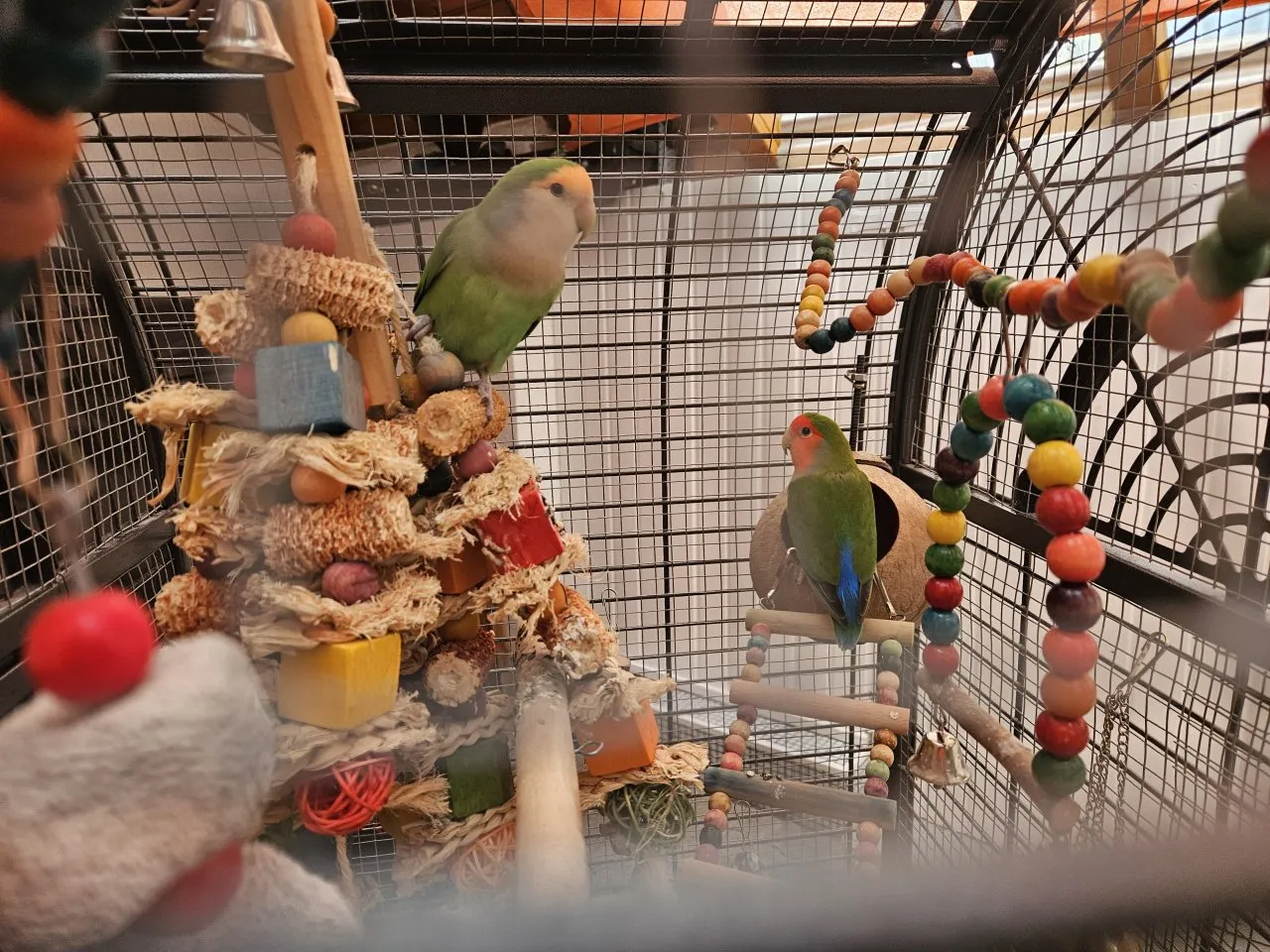 Pärchen Unzertrennliche