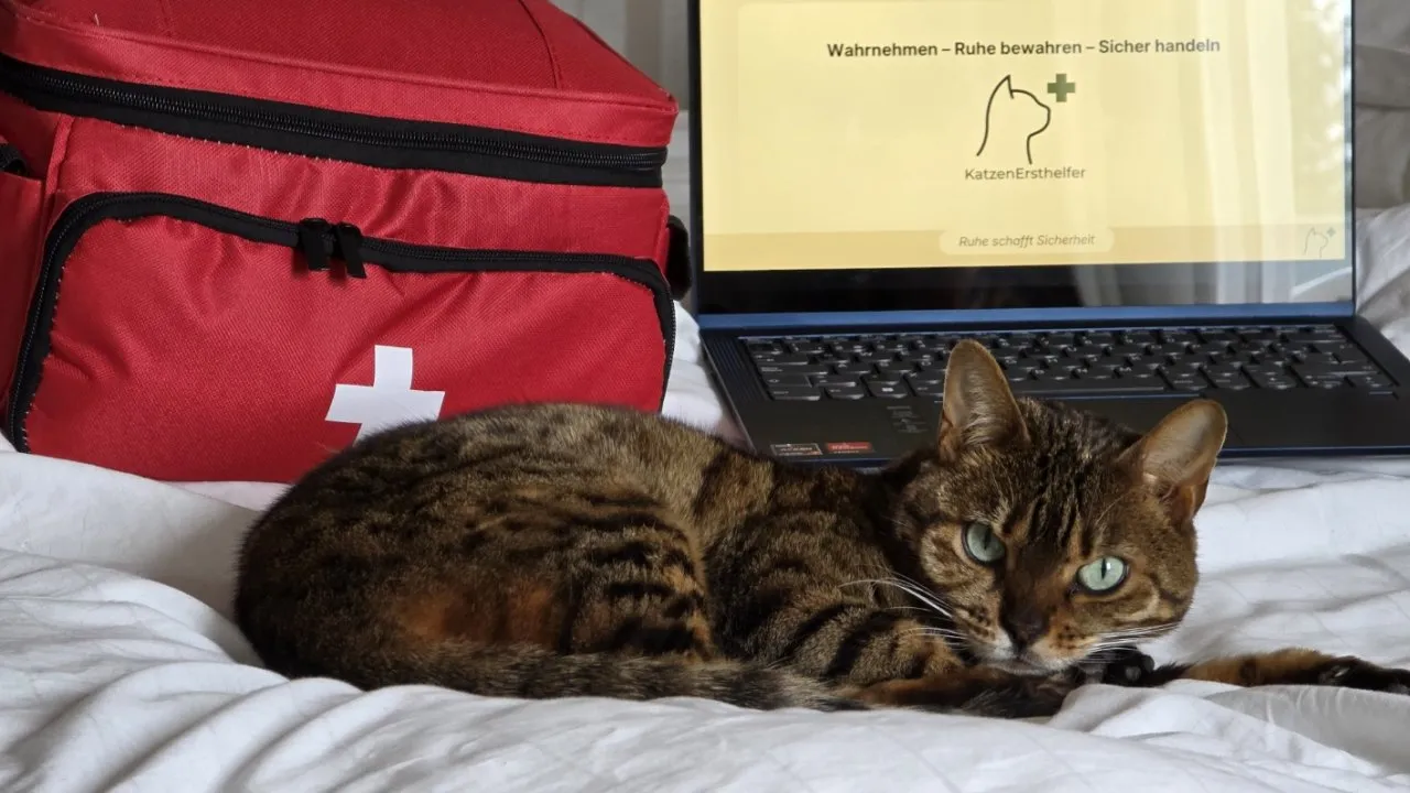 Katzennotfall? Das musst du in den ersten Minuten wissen – Online-Kurs
