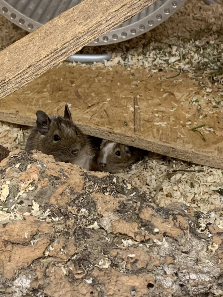 Deigus Degu männlich gescheckt | Kleintiermarkt.com