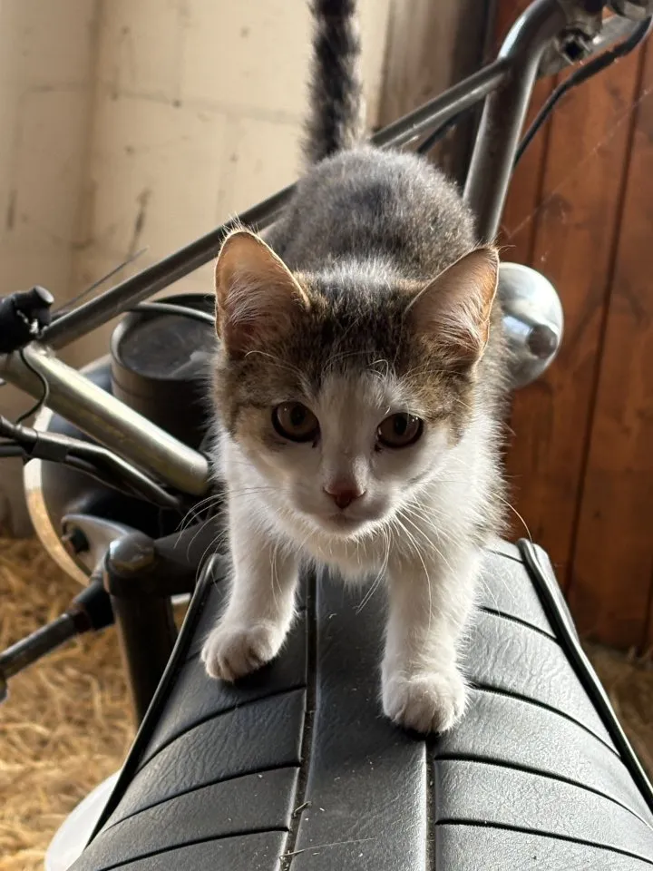 Katzenbabys süße Maikätzchen