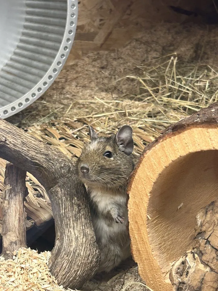 Deigus Degu männlich gescheckt | Kleintiermarkt.com
