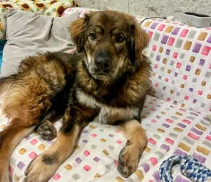 GASTON - männlich  2 Jahre und 2 Monate  65 cm  50 kg  Sarplaninac