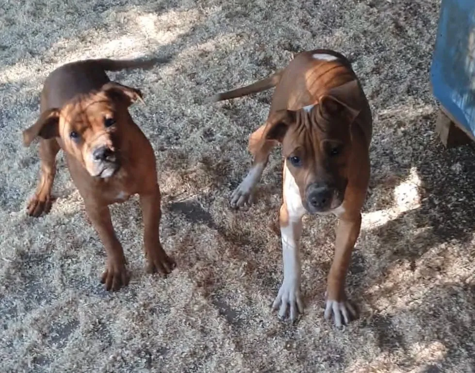 APBT von Heaven&Hell Kennels