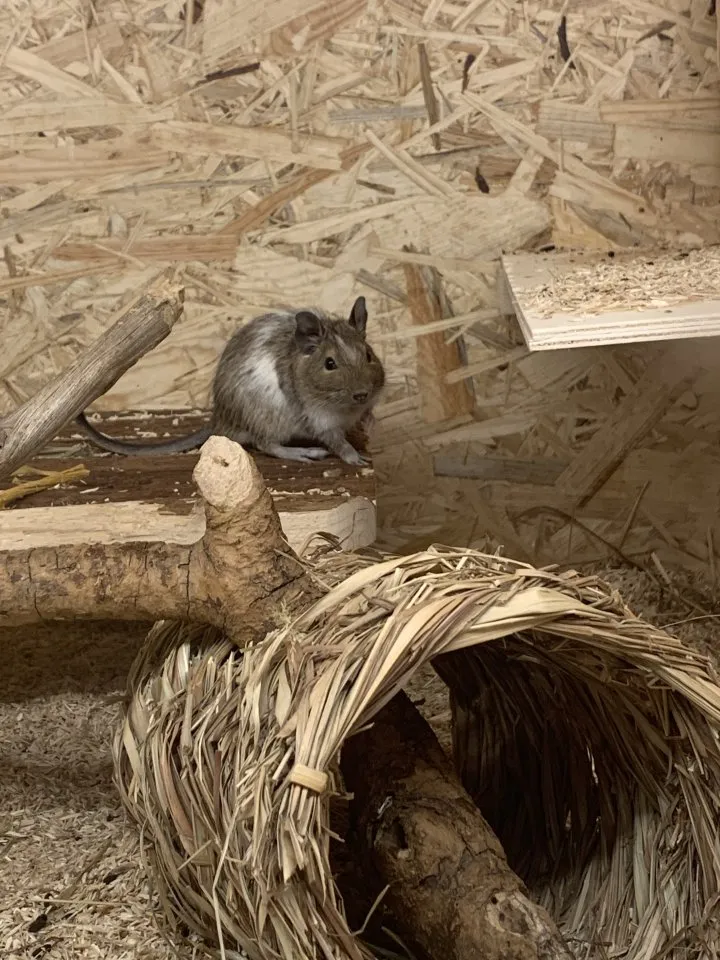 Deigus Degu männlich gescheckt | Kleintiermarkt.com