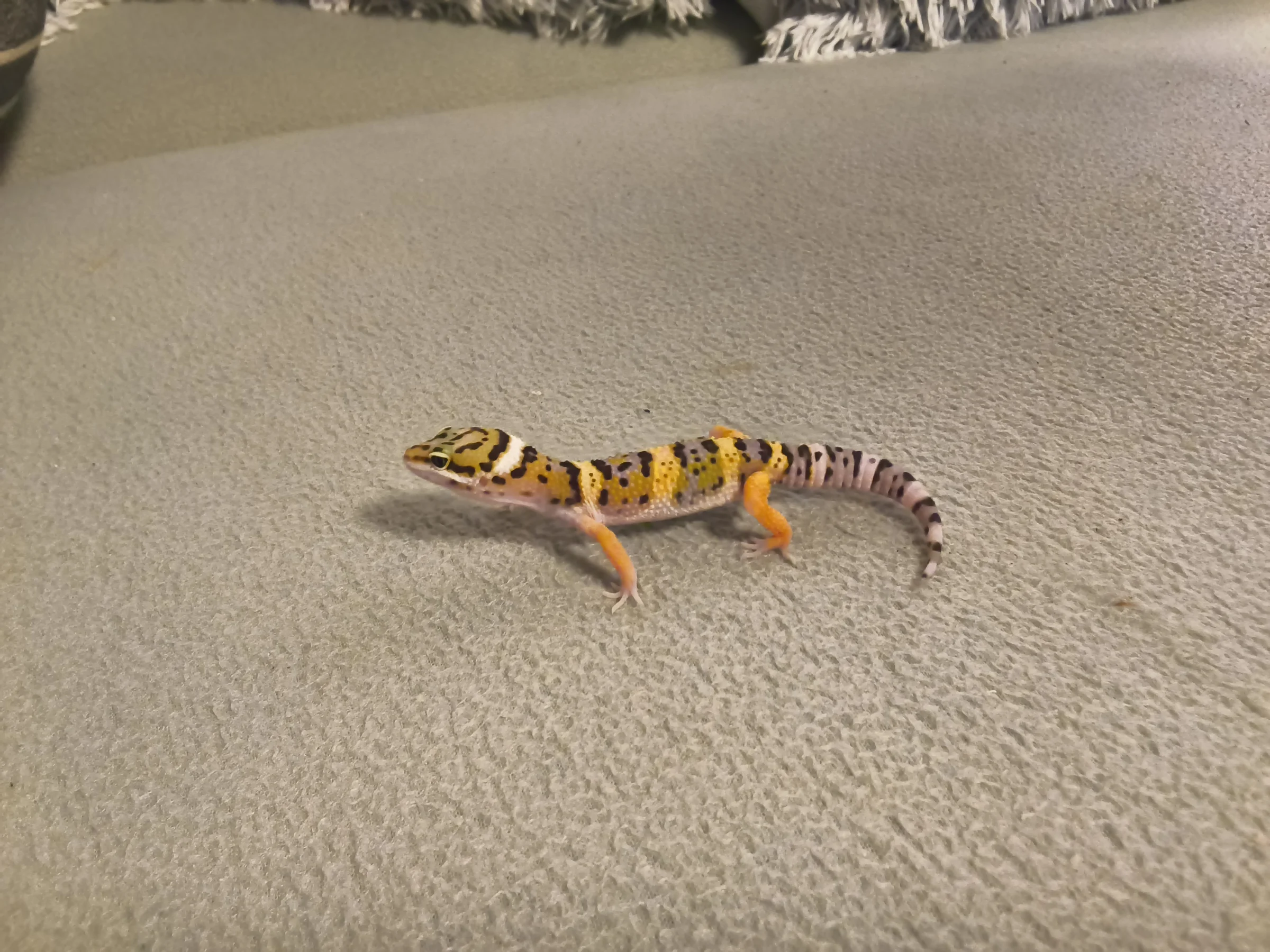 Leopardgecko nachzuchten Männlich