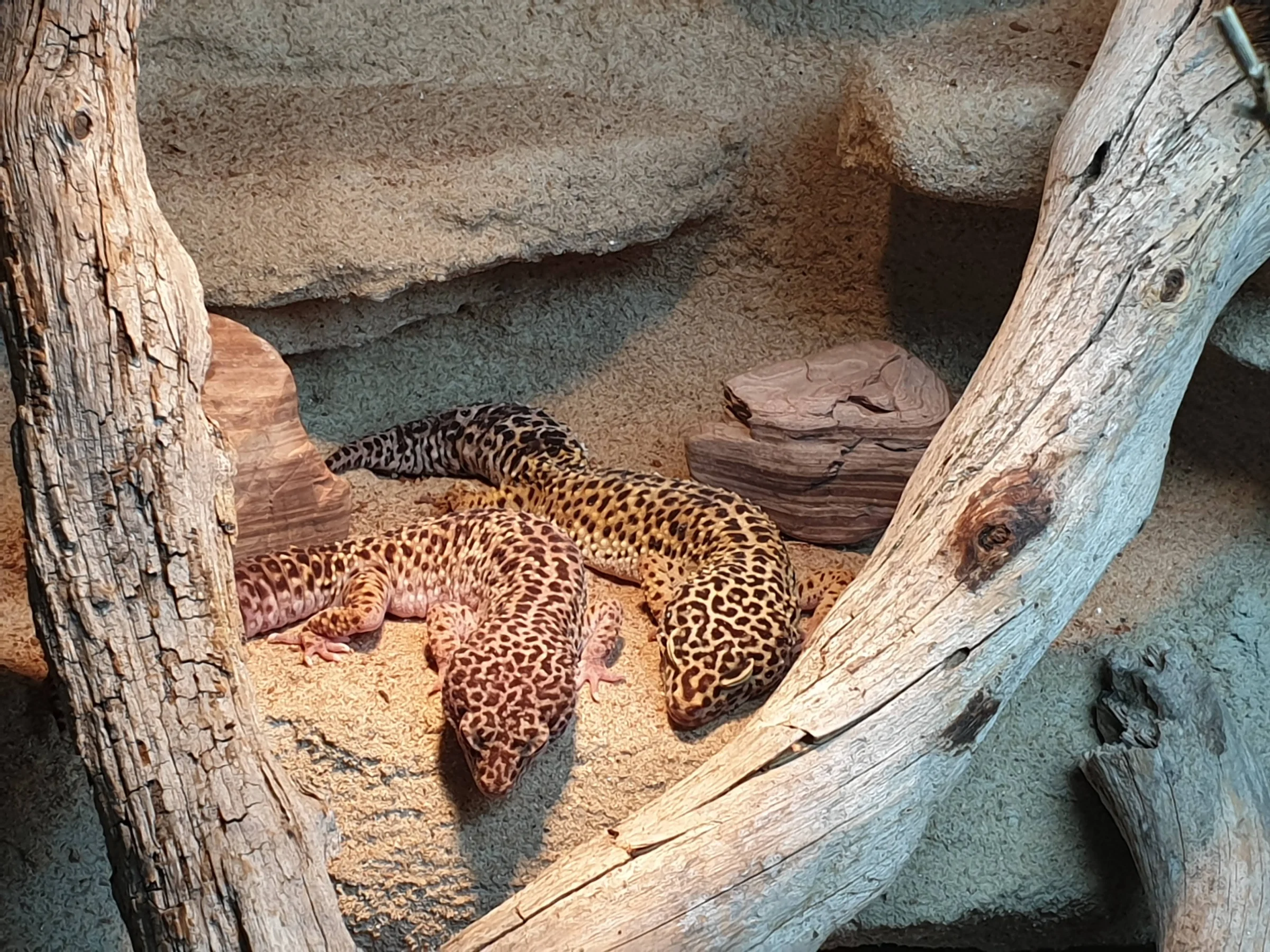 Drei Leopardgecko-Damen suchen ein neues Zuhause   Terrarium und Unterschrank inklusive