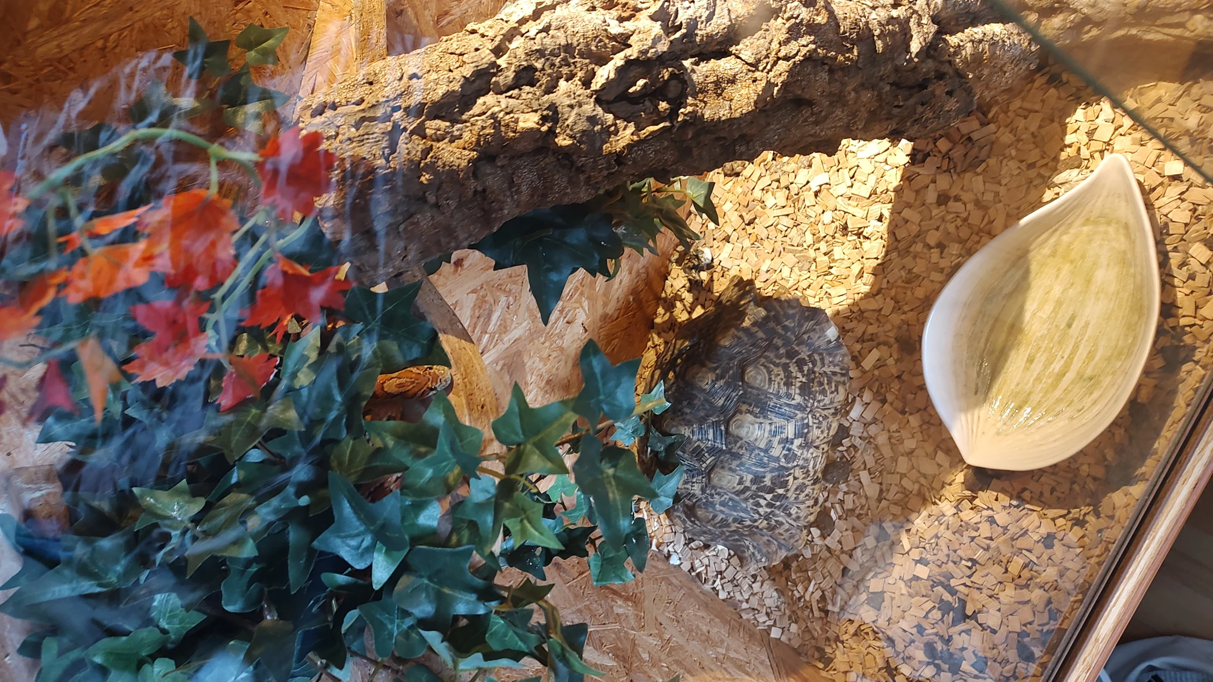 2 Kornnattern