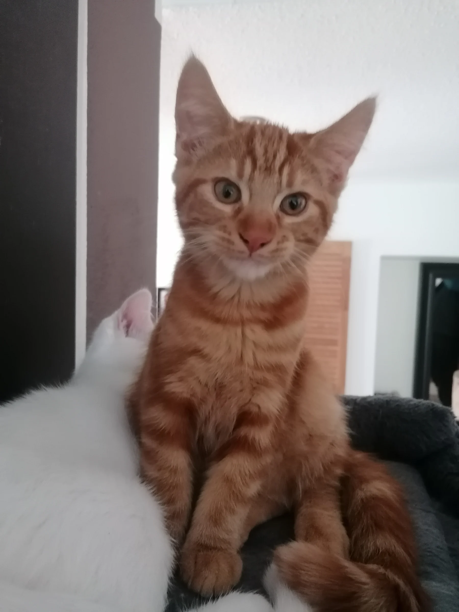 Katzen
