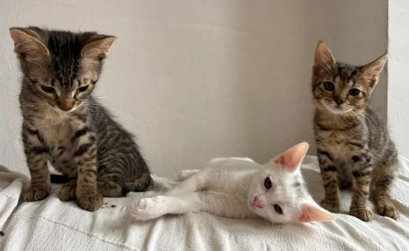 Amy & Boy - zwei kleine Tigerchen suchen gemeinsames Zuhause