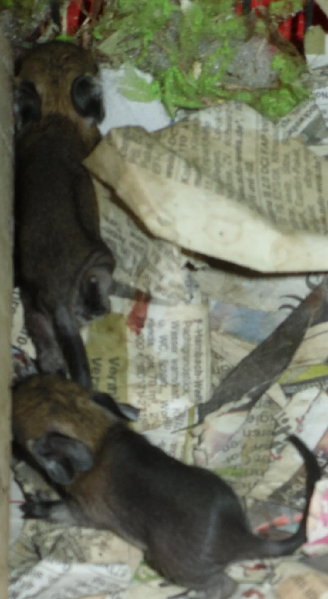 Deigus Degus: 337 aktuelle Anzeigen – Seite 4 — Kleintiermarkt.com