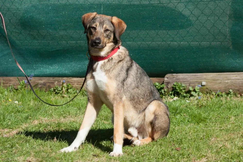 MOSTIE - eine herzensgute Seele - Mix - 5 Jahre - Tierhilfe-Franken e.V.
