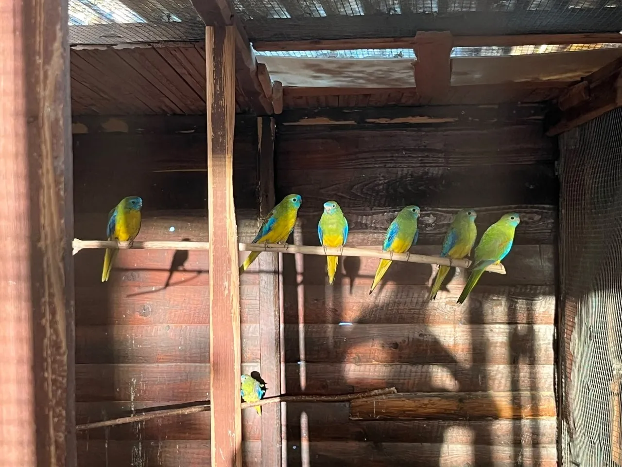 12 Schönsittiche (Neophema pulchella)
