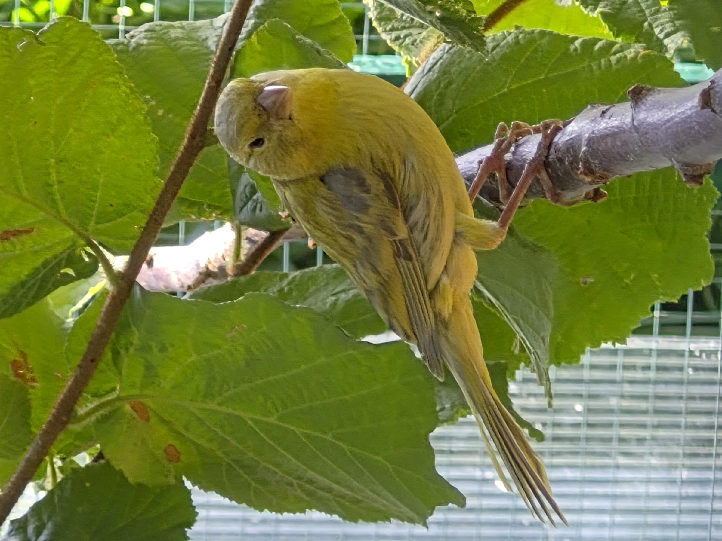 Kanarienvögel