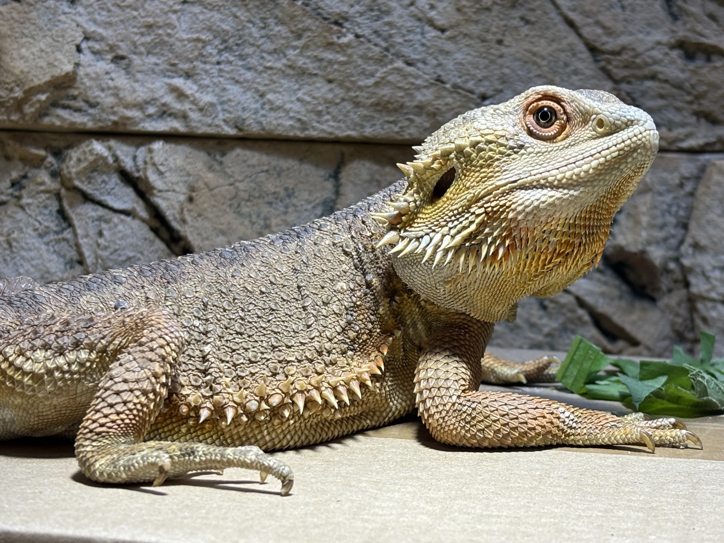 Bartagame (Männchen) abzugeben