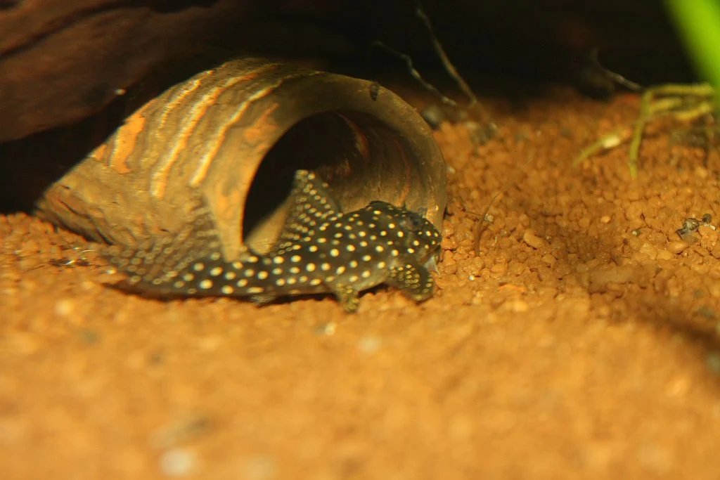 Hypancistrus Rio Jatapu , L489 , Jungtiere abzugeben