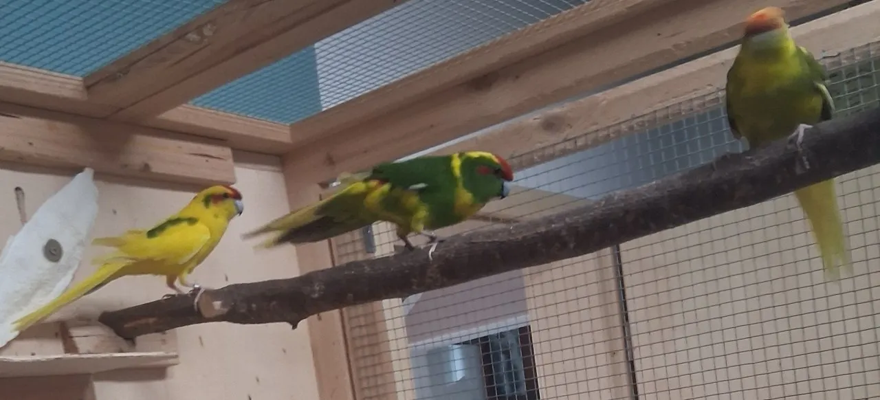 Zwei Pärchen ziegensittiche