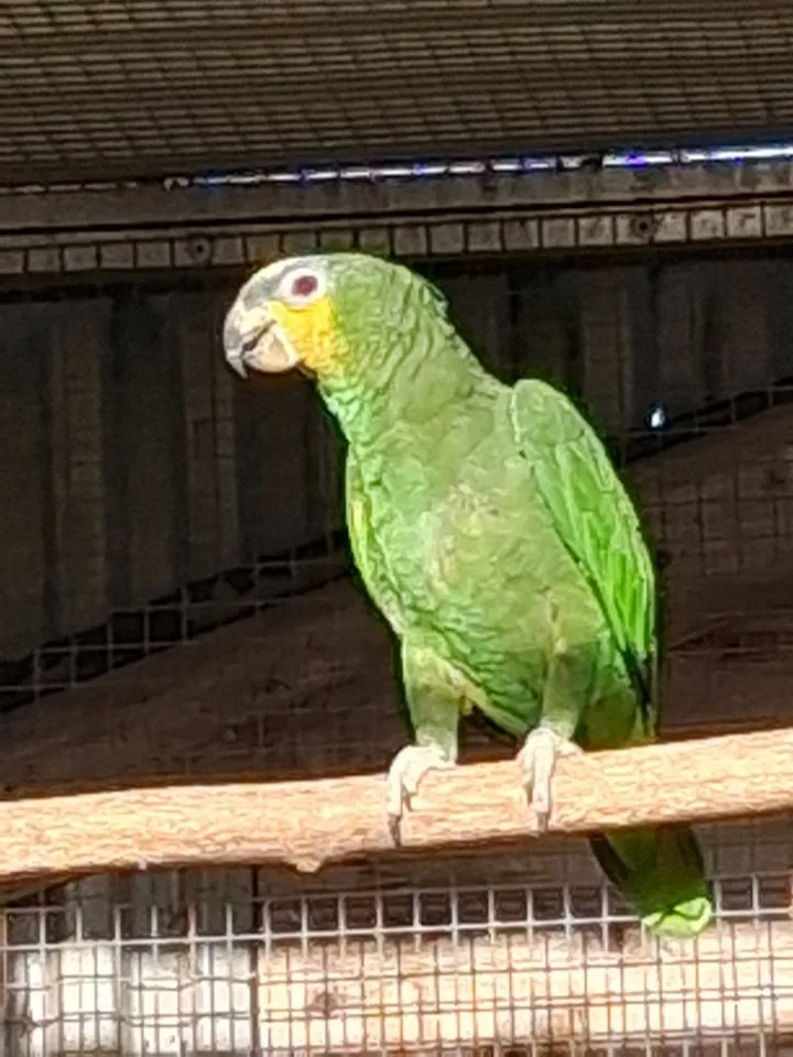 Venezuela Amazone abzugeben
