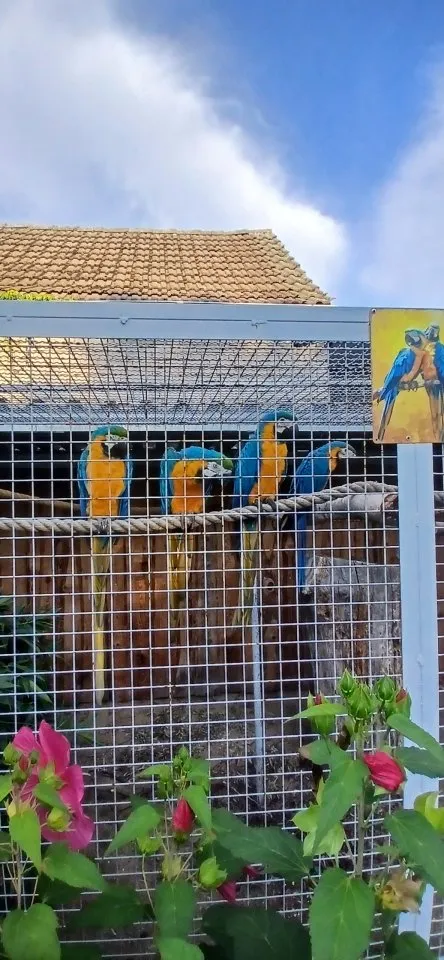Verkaufe Gelbbrustaras