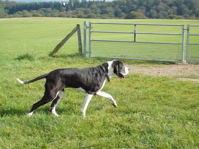 Detsche Dogge 5 Jahre alt Dringend