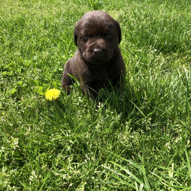 Labrador Welpen Schokobraun Dürfen Ab Mitte Juni Ausziehen ...