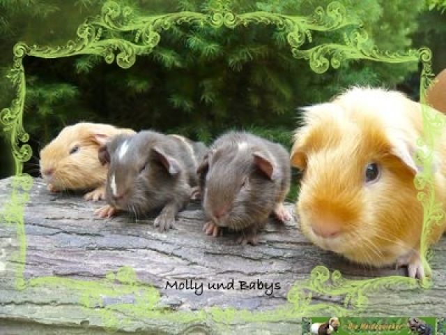 Us Teddy Meerschweinchen Babys / Meerschweinchen zu Ankauf, Verkauf und