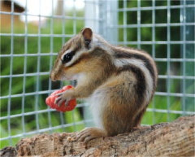 Nagetiere Allgemein Kleinanzeigen | Nagetiere Allgemein Annoncen