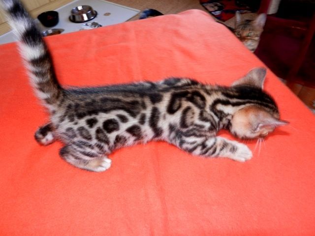 Atemberaubend schöne Bengal Kitten Snow, Melanistic, Brown Rosetted