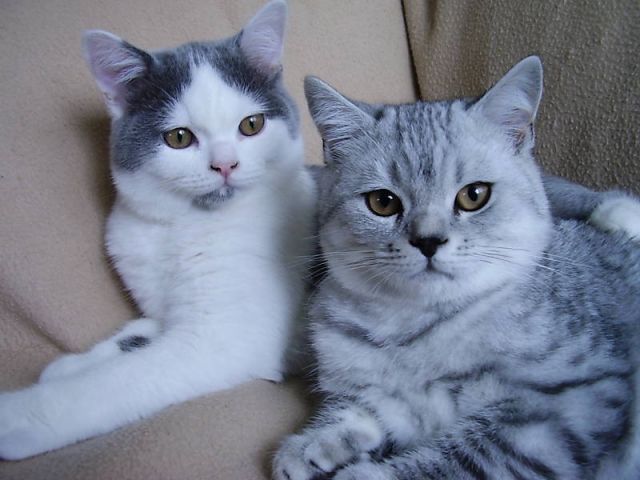 2 BKH Britisch Kurzhaar Kater 4 Monate Black Silver Tabby ...