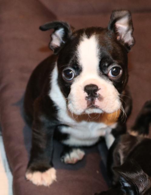 VDH - Boston Terrier Welpen | kleintiermarkt.com