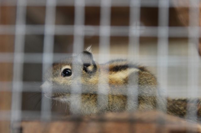 Nagetiere Allgemein Kleinanzeigen | Nagetiere Allgemein Annoncen